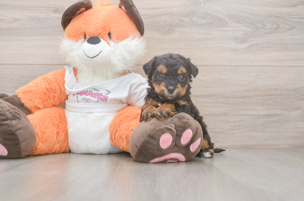5 week old Poochon Puppy For Sale - Simply Southern Pups