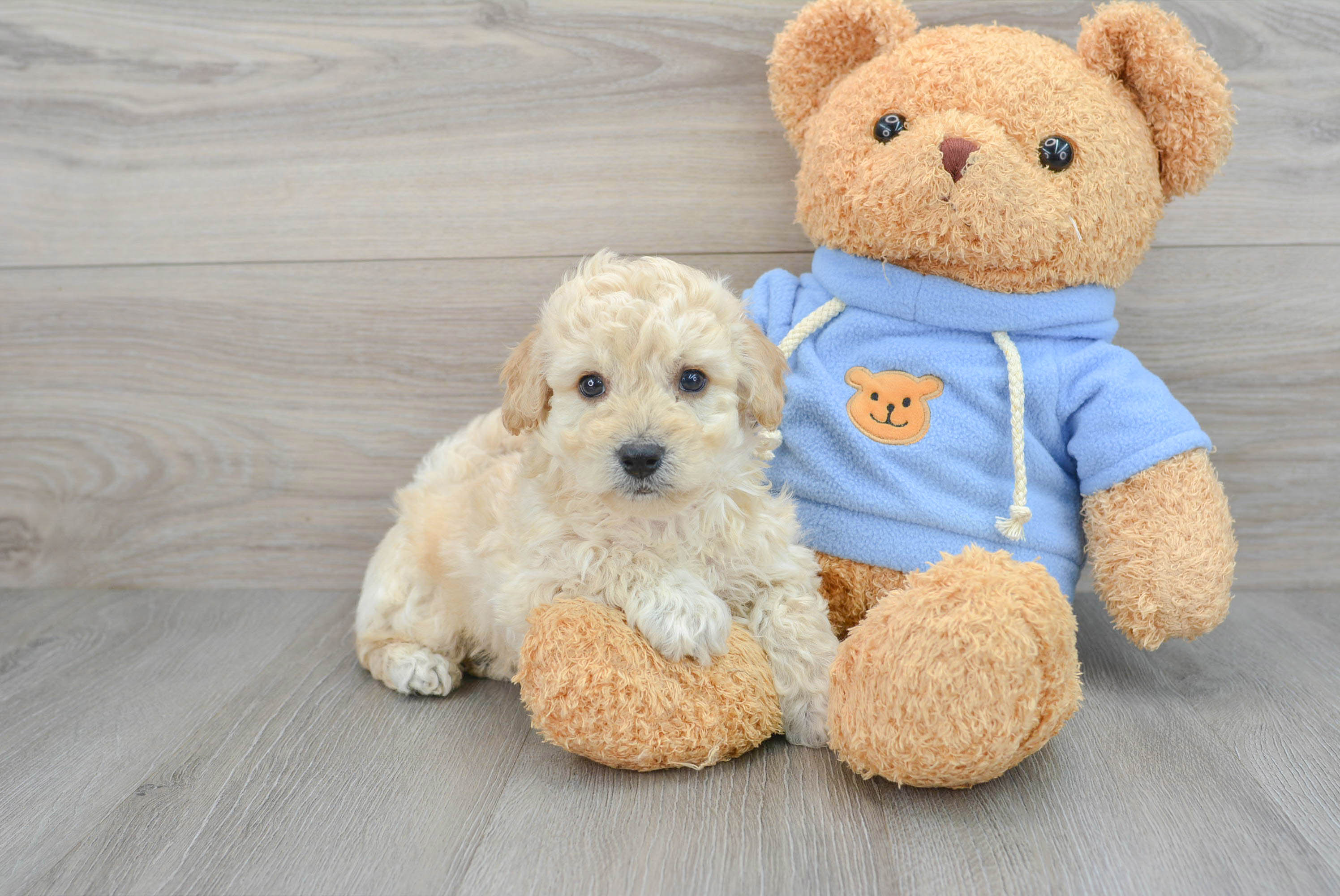 Toy poochon puppies outlet for sale