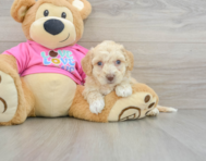 7 week old Poochon Puppy For Sale - Simply Southern Pups