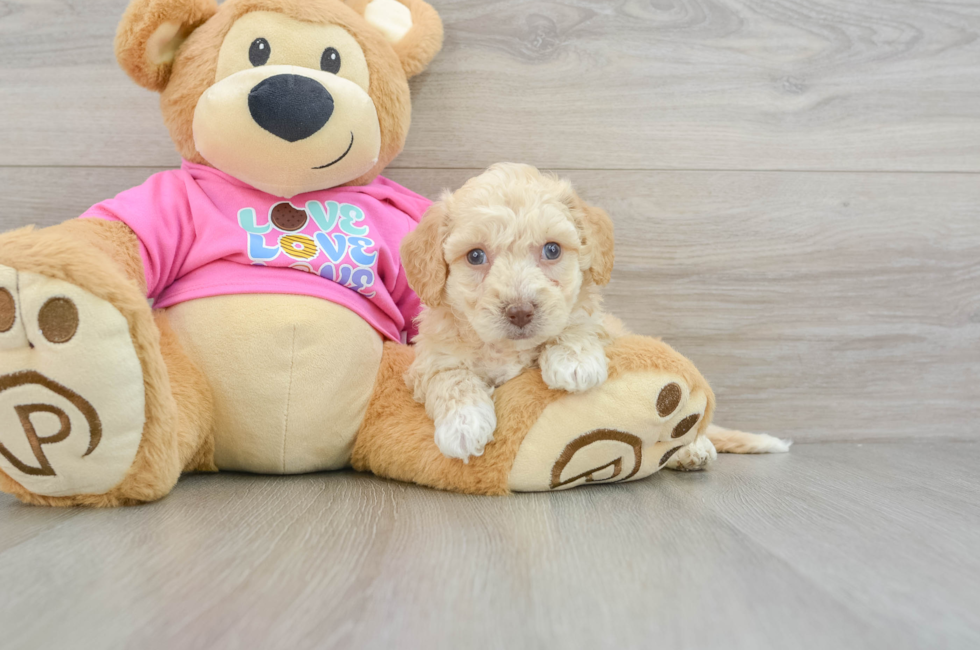 7 week old Poochon Puppy For Sale - Simply Southern Pups