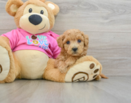 7 week old Poochon Puppy For Sale - Simply Southern Pups