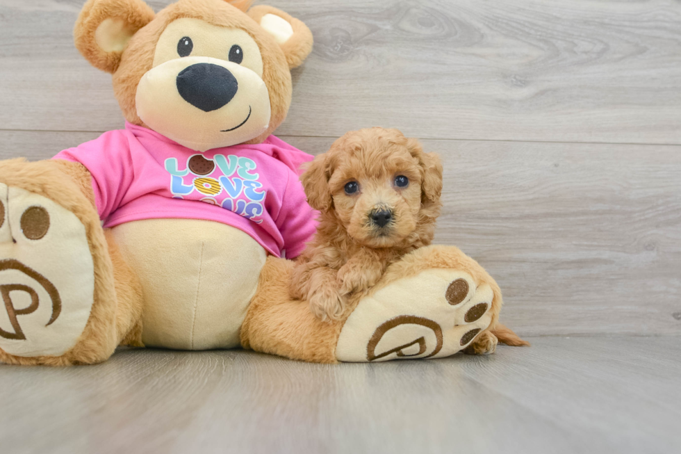 Smart Poochon Poodle Mix Pup