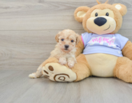 8 week old Poochon Puppy For Sale - Simply Southern Pups