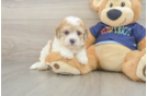 Best Poochon Baby
