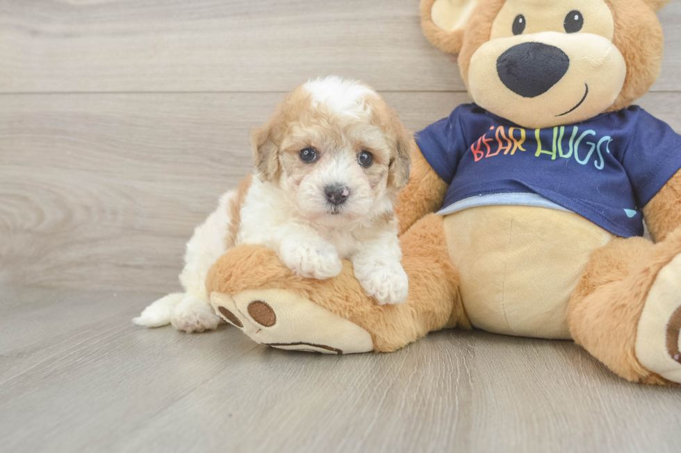 Best Poochon Baby