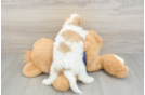 Funny Poochon Poodle Mix Pup