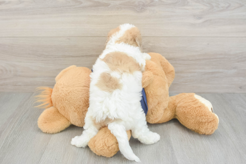 Funny Poochon Poodle Mix Pup