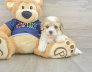 6 week old Poochon Puppy For Sale - Simply Southern Pups