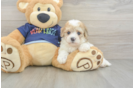 Cute Poochon Baby
