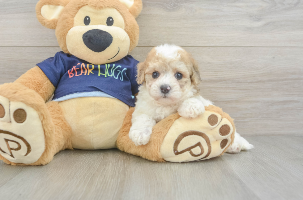 5 week old Poochon Puppy For Sale - Simply Southern Pups
