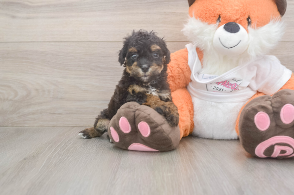 5 week old Poochon Puppy For Sale - Simply Southern Pups