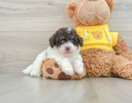 7 week old Poochon Puppy For Sale - Simply Southern Pups