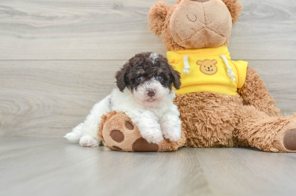 5 week old Poochon Puppy For Sale - Simply Southern Pups