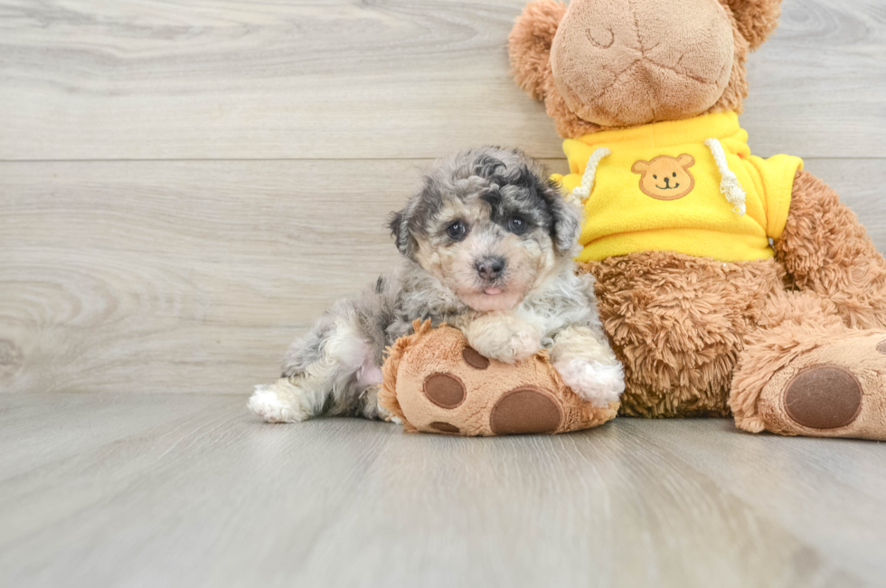 5 week old Poochon Puppy For Sale - Simply Southern Pups