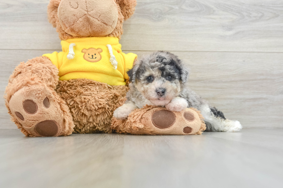 Petite Poochon Poodle Mix Pup