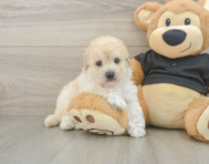 5 week old Poochon Puppy For Sale - Simply Southern Pups
