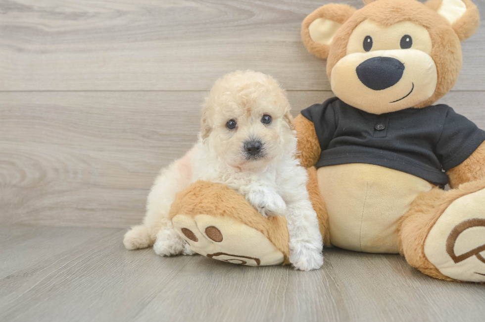 5 week old Poochon Puppy For Sale - Simply Southern Pups