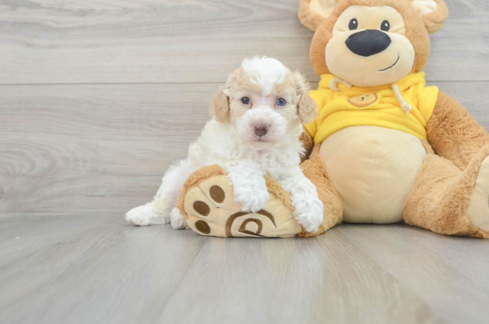 6 week old Poochon Puppy For Sale - Simply Southern Pups
