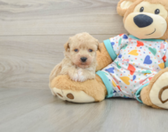 7 week old Poochon Puppy For Sale - Simply Southern Pups