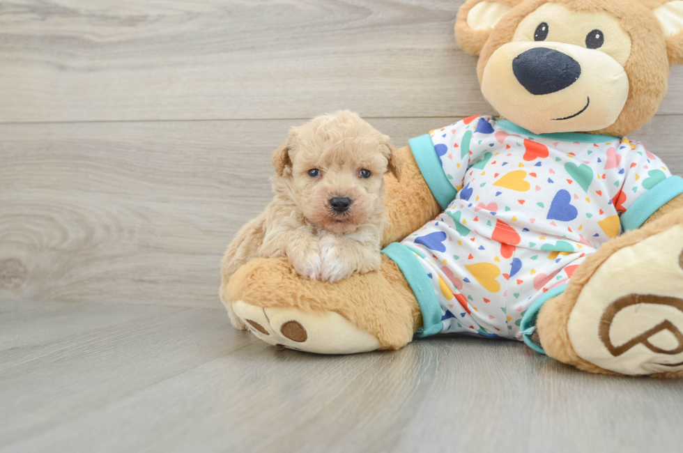 6 week old Poochon Puppy For Sale - Simply Southern Pups