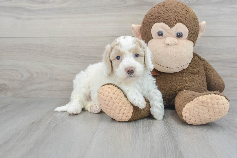 Poochon Puppy for Adoption