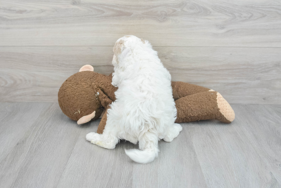 Best Poochon Baby