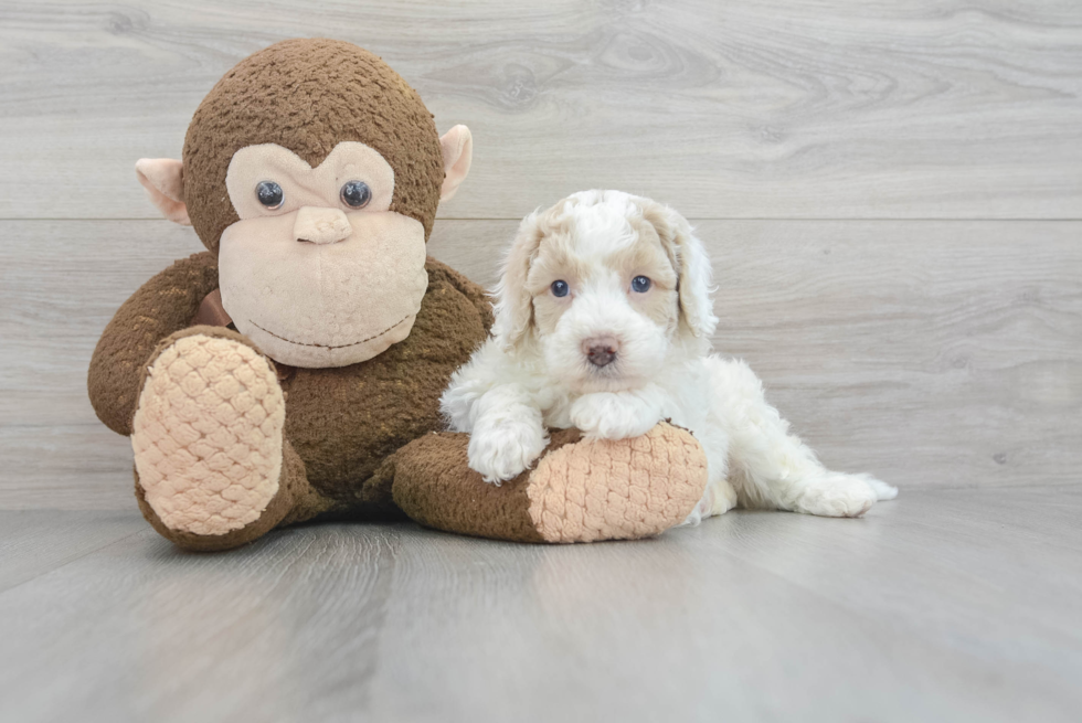 Best Poochon Baby