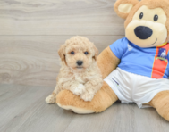6 week old Poochon Puppy For Sale - Simply Southern Pups