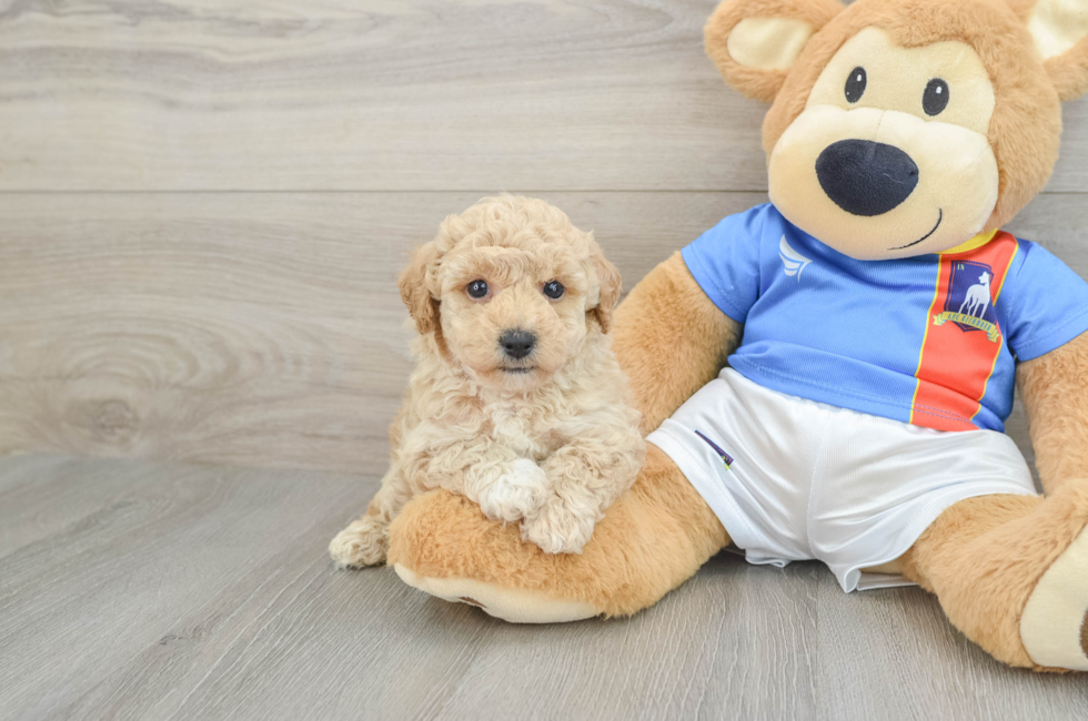 6 week old Poochon Puppy For Sale - Simply Southern Pups