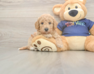 6 week old Poochon Puppy For Sale - Simply Southern Pups