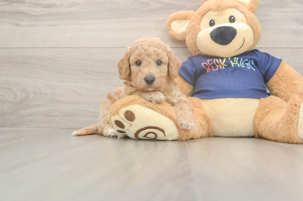 5 week old Poochon Puppy For Sale - Simply Southern Pups
