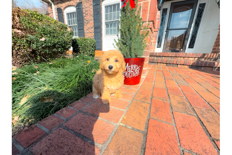 Poochon Puppy for Adoption