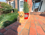 9 week old Poochon Puppy For Sale - Simply Southern Pups