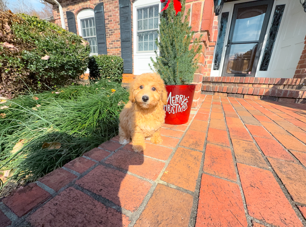 Poochon Puppy for Adoption