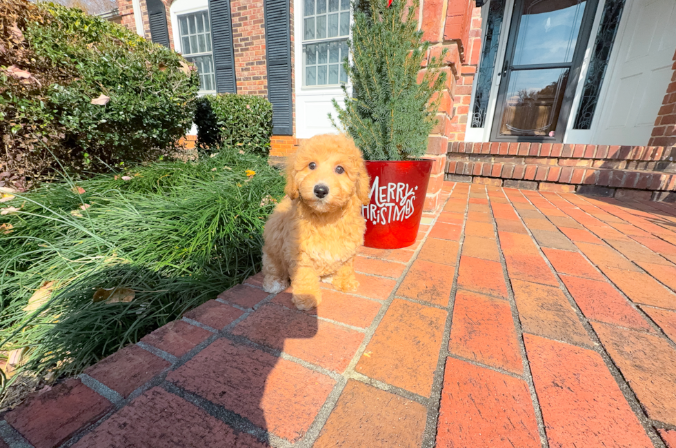 9 week old Poochon Puppy For Sale - Simply Southern Pups