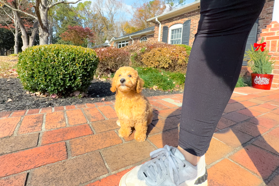 Poochon Puppy for Adoption