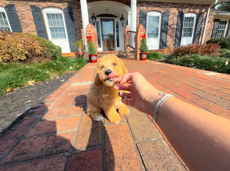 Cute Poochon Poodle Mix Pup