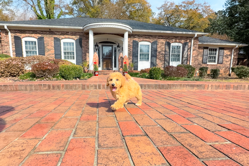 Cute Poochon Poodle Mix Pup