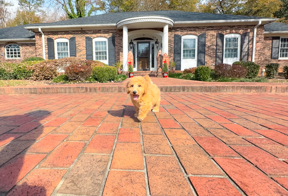 Poochon Pup Being Cute