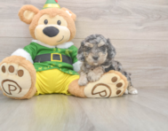 5 week old Poochon Puppy For Sale - Simply Southern Pups