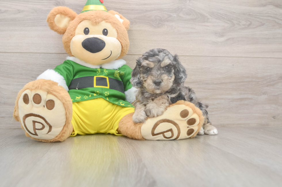 5 week old Poochon Puppy For Sale - Simply Southern Pups