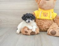 6 week old Poochon Puppy For Sale - Simply Southern Pups