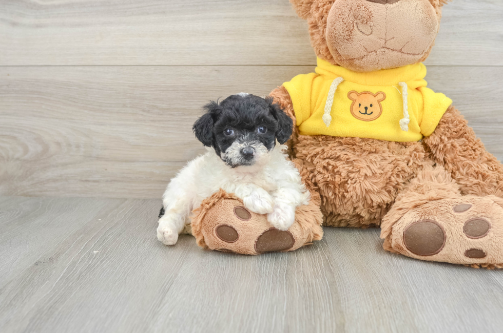 6 week old Poochon Puppy For Sale - Simply Southern Pups