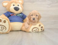 6 week old Poochon Puppy For Sale - Simply Southern Pups