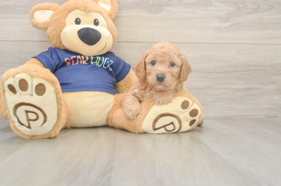 5 week old Poochon Puppy For Sale - Simply Southern Pups