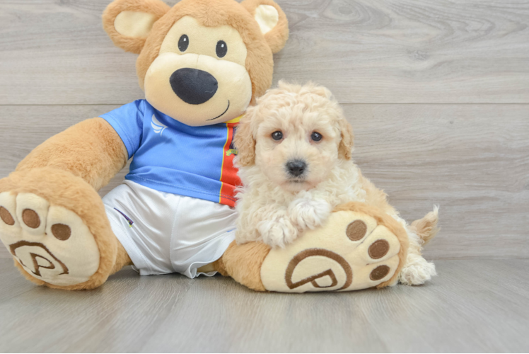 Small Poochon Baby