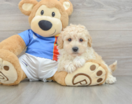 6 week old Poochon Puppy For Sale - Simply Southern Pups