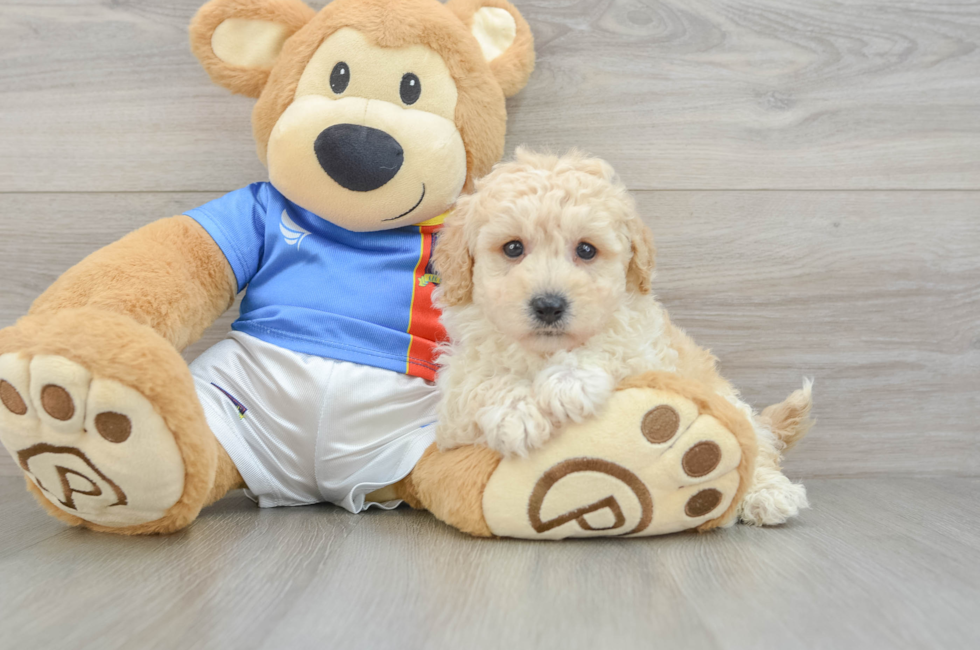 6 week old Poochon Puppy For Sale - Simply Southern Pups