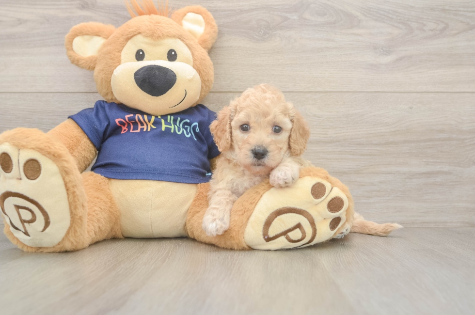 5 week old Poochon Puppy For Sale - Simply Southern Pups