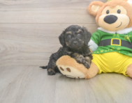 5 week old Poochon Puppy For Sale - Simply Southern Pups